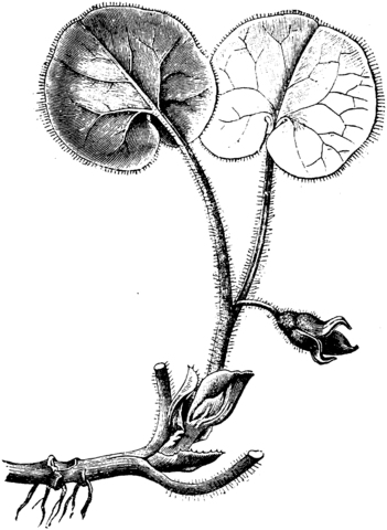 Asarum Europaeum Or European Wild Ginger Coloring Page